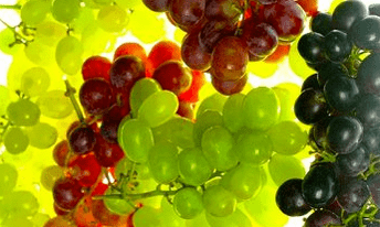 correction nutritionnelle des varices